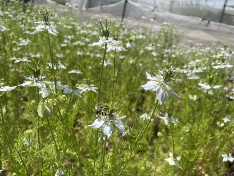 Para comprobar el potencial de la nueva técnica, los investigadores analizaron 780 muestras de comino negro obtenidas a lo largo de tres años. 
