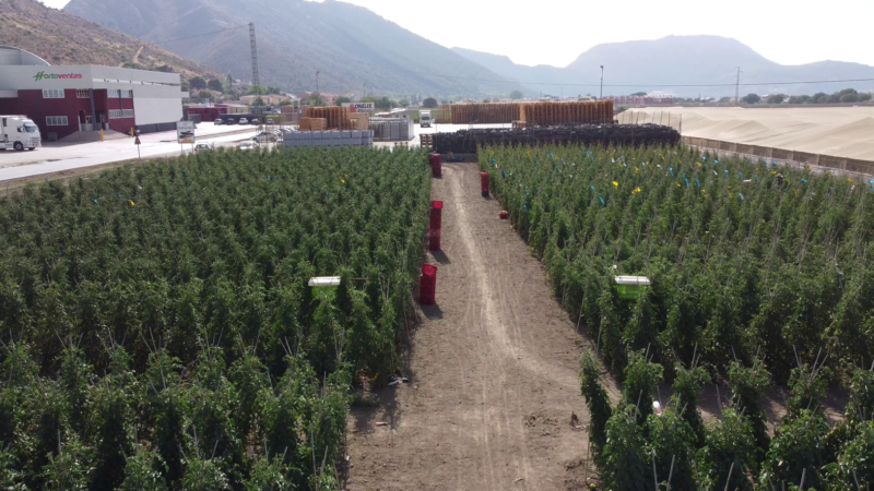 Campo experimental donde se realizó el ensayo.