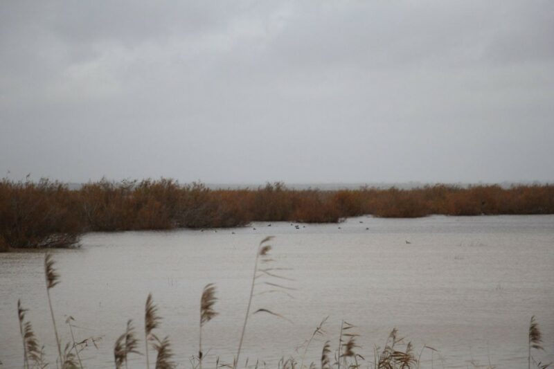Marismas de Doñana el pasado 26 de enero. Crédito: Fermín Grodira / EBD-CSIC. Ayuda CSIC-FBBVA de Comunicación Científica 2024. 