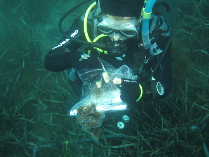 Extracción de muestras de esta macroalga.