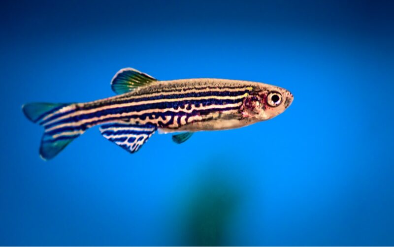Ejemplar de pez cebra (Danio rerio) / Foto: iStock