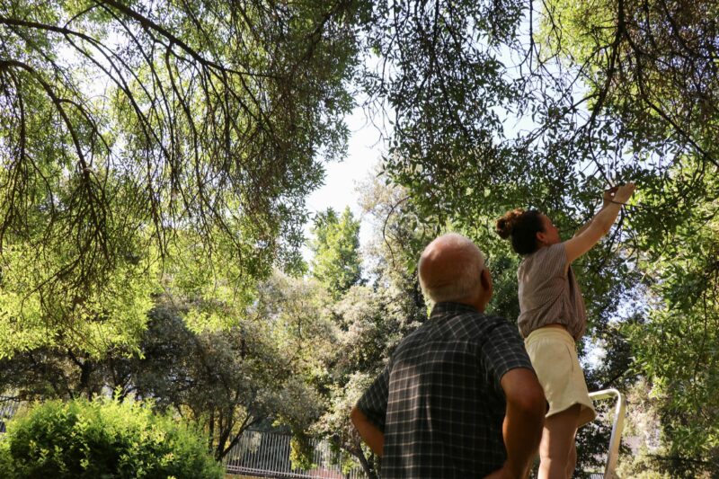 Estos árboles son los mejores aliados urbanos para suavizar el calor extremo del verano y mejorar la calidad de vida.