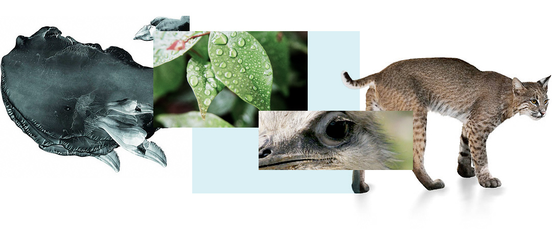 Fotomontaje de varios animales y naturaleza representando la Biodiversidad del planeta.